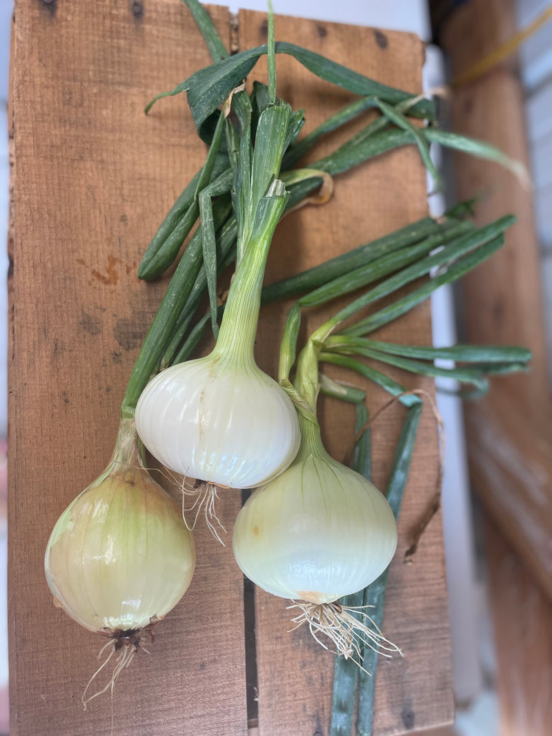 Onion