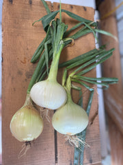 Onion
