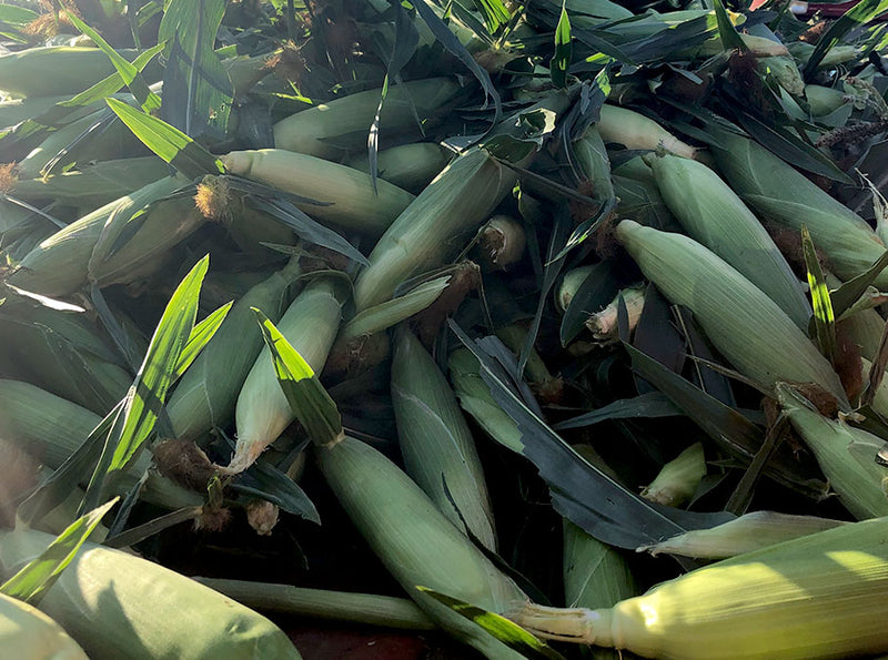 Sweet Corn