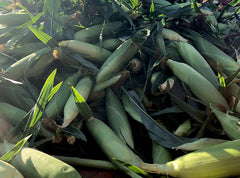 Sweet Corn