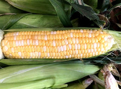 Sweet Corn
